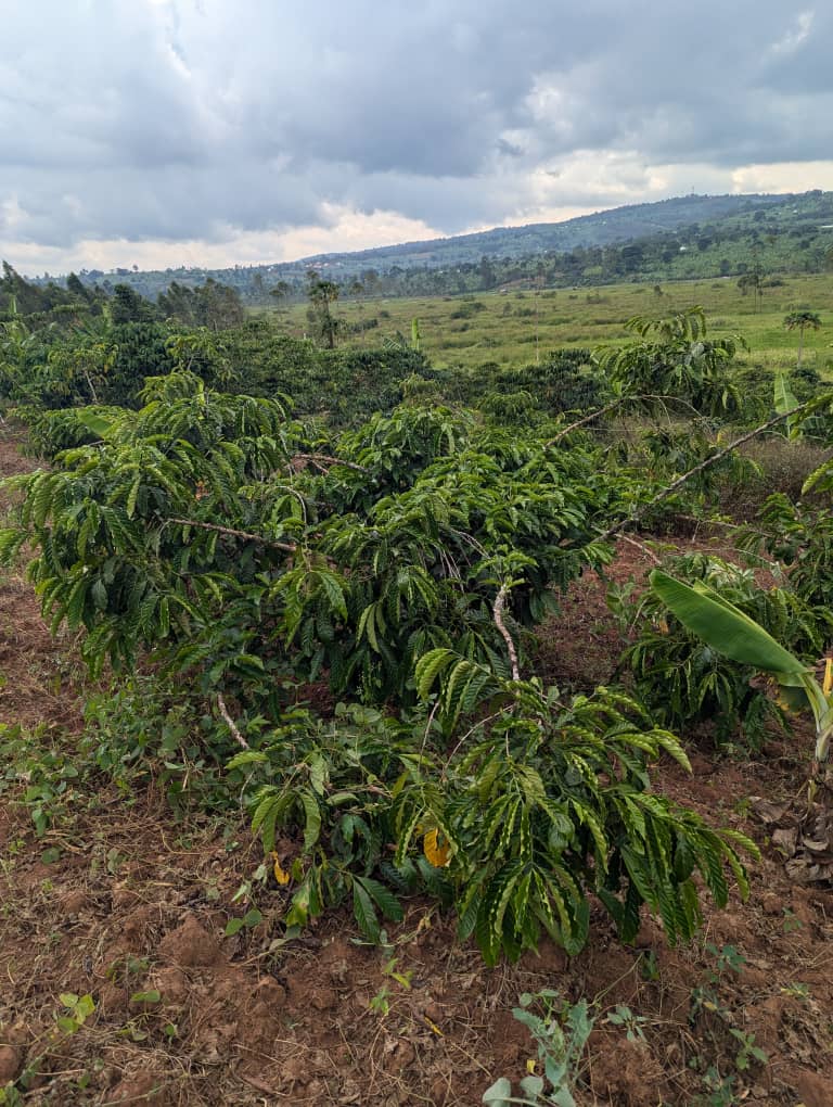 coffee and beans farming