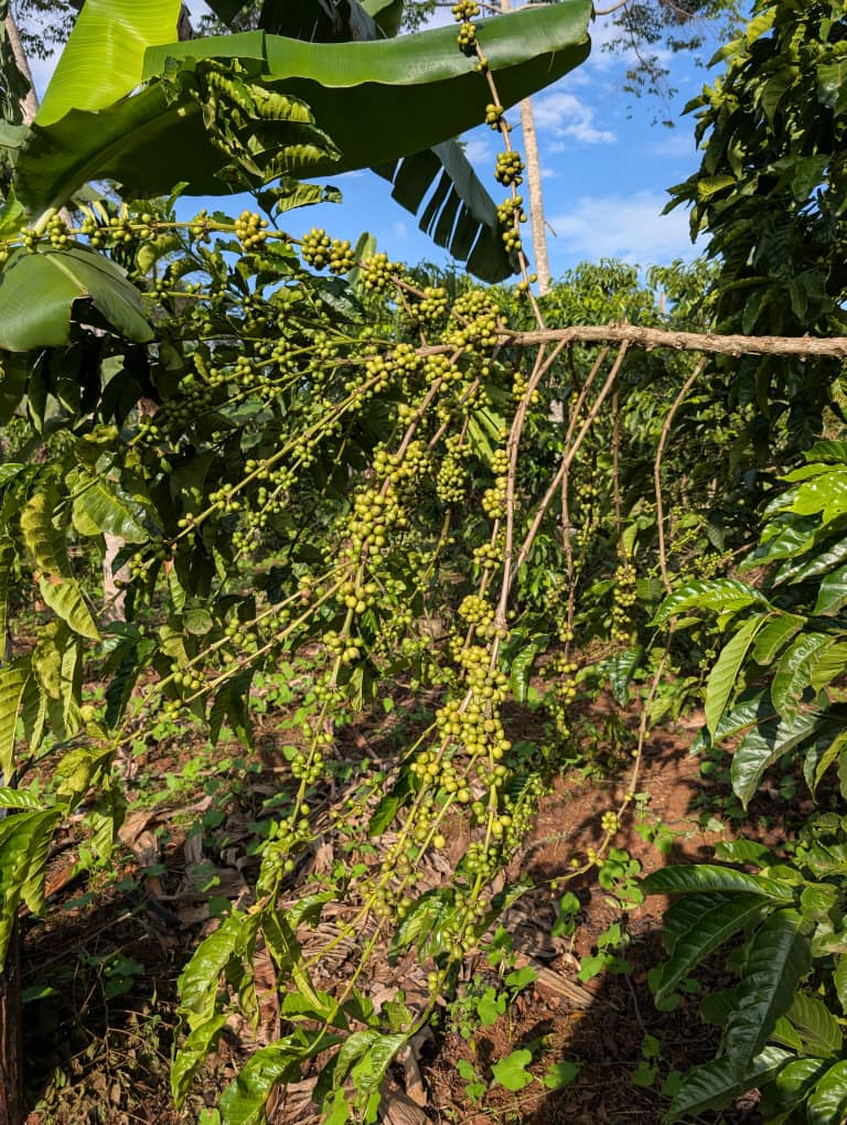 Afrisum Export Process